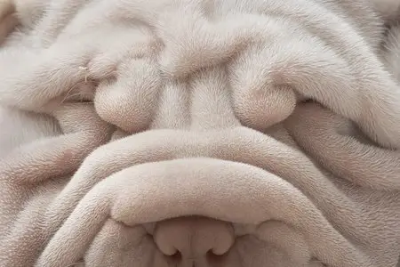 Photographer Tim Flach - 101 photos