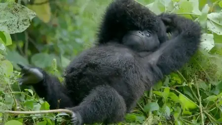 BBC - Gorilla Family and Me (2015)