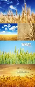 Stock Photo - Wheat Ears