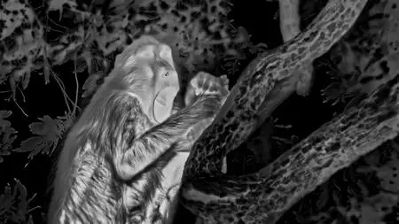 BBC - Mammals (2024)