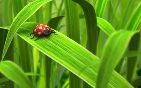 95 HQ Green Wallpapers