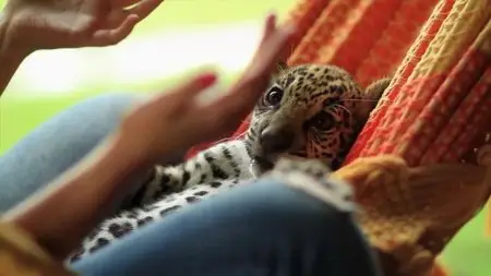 BBC Natural World: Jaguars - Born Free (2013)