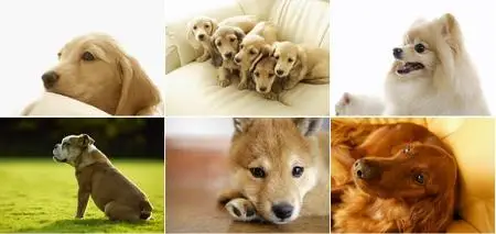 Datacraft Sozaijiten Vol. 159 - Dogs - Lovely Dogs