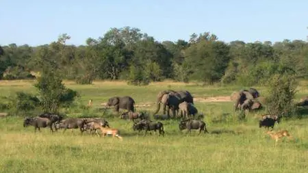 Brothers in Blood: The Lions of Sabi Sand (2015)