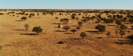Safari (2009)