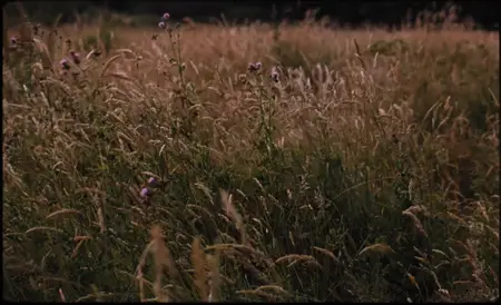 Bird (2024)
