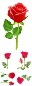 Red Rose Isolated Vector