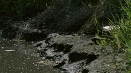 BBC Natural World - Mississippi: Tales of the Last River Rat (2004)