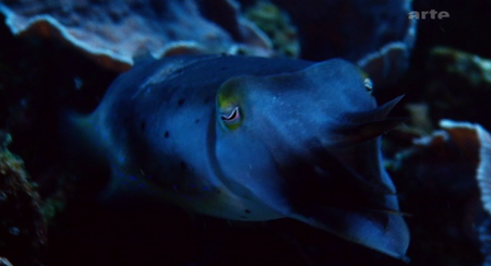 La seiche : le cerveau aux huit tentacules