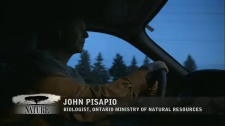PBS Nature - Meet the Coywolf (2014)
