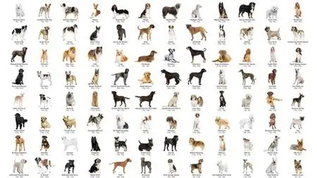 Unleashing Diversity: A Comprehensive Guide To Dog Breeds