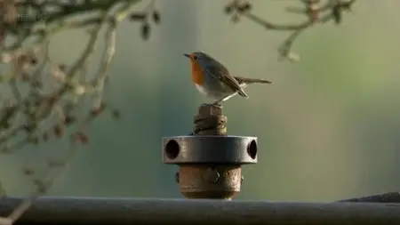 BBC - Halcyon River Diaries Christmas Special (2010)