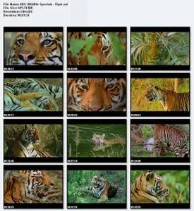 BBC Wildlife Specials : Tiger