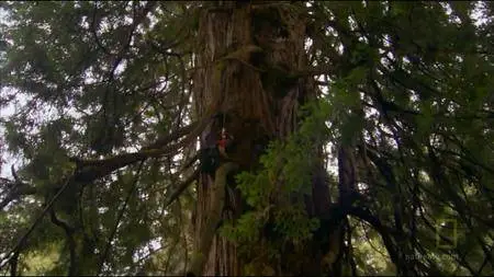 National Geographic - Explorer: Climbing Redwood Giants (2009)