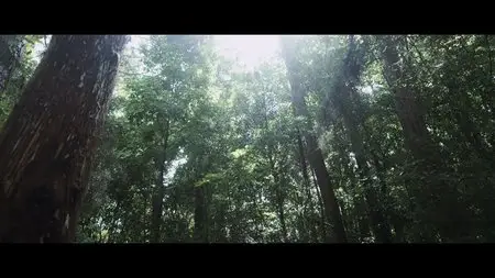 Scarlet's Witch (2014) in 4K