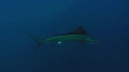 Planet Ocean (2012)