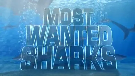 NG. - Most Wanted Sharks (2020)