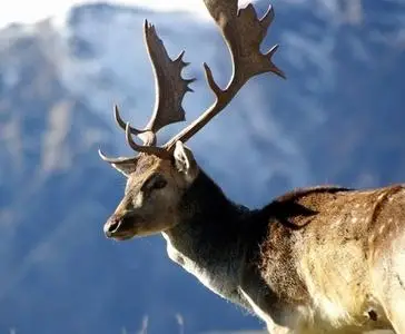 Nature Scenes - Animals