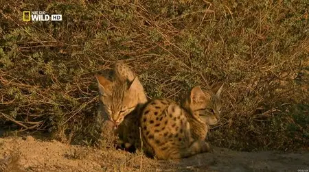 National Geographic Wild - Secrets of Wild India - Desert Lions (2012)