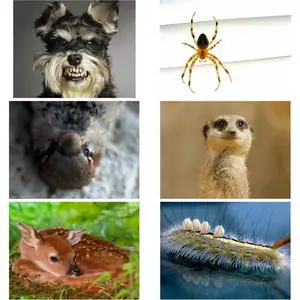 Wallpapers Animals. Set 1