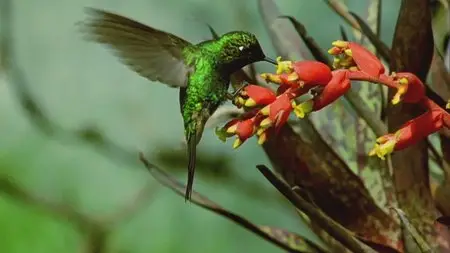 Secrets of Our Living Planet. Season 1, Episode 1 - The Emerald Band / BBC. Как устроена природа. Серия 1 - Джунгли (2012)