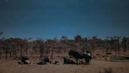 Earth at Night in Color S01E01