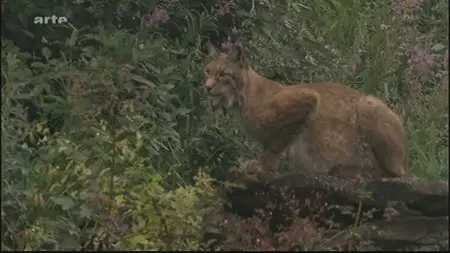 (Arte) La vraie nature des Vosges (2011)