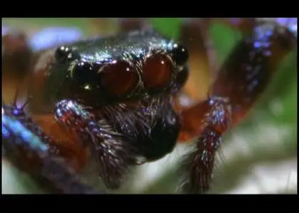 DC The Ultimate Guide - Spiders (2001)