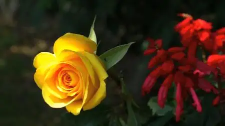 BluScenes: Flowering Gardens (2012)