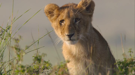 African Cats (2011)
