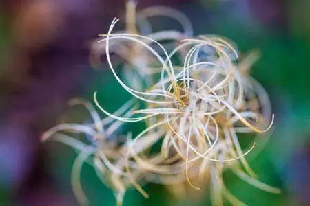 The Magic of Macro: Shooting Flowers Up Close