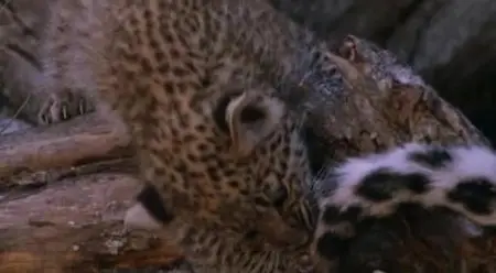 National Geographic - Eye of the Leopard (2006)