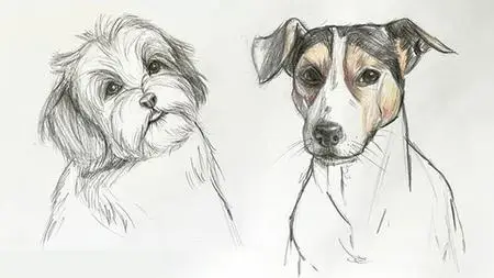 The Ultimate Guide To Drawing Dogs