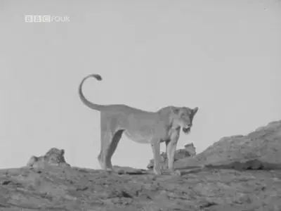 BBC - Elsa the Lioness (1961)