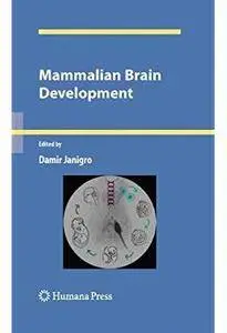 Mammalian Brain Development [Repost]