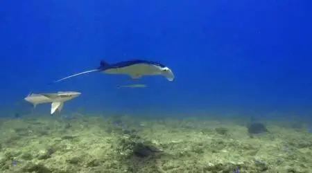 Ocean Circus: Underwater Around the World (2012)