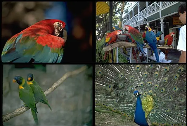 Corel Photo Volume 008 - Birds