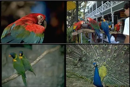 Corel Photo Volume 008 - Birds