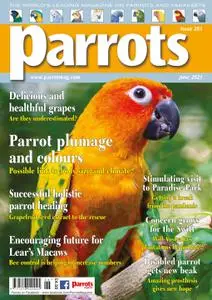Parrots – June 2021