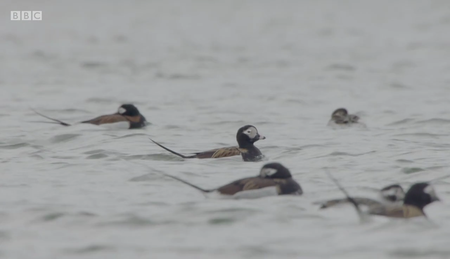 BBC - Springwatch: Scottish Adventure (2019)