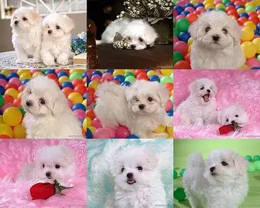 White Baby Dog
