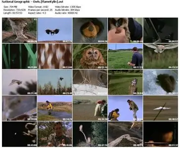National Geographic - Owls