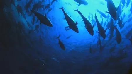 Planet Ocean (2012)