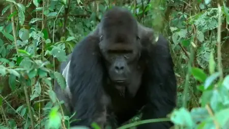 BBC - Gorilla Family and Me (2015)