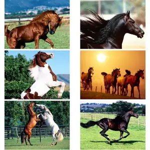 Beautiful Horses Wallpapers