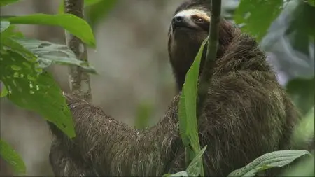 Secrets of Our Living Planet. Season 1, Episode 1 - The Emerald Band / BBC. Как устроена природа. Серия 1 - Джунгли (2012)
