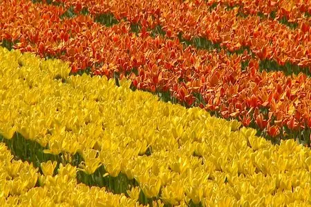 Flowers of Holland - by Tony Helsloot (2008)