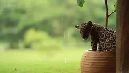 BBC Natural World: Jaguars - Born Free (2013)