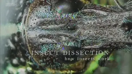 BBC - Insect Dissection: How Insects Work (2013)