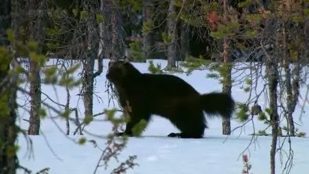BBC Natural World - Iron Curtain: Ribbon of Life (2009)